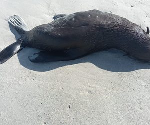 Concern Raised Over Skinny or Dead Seals
