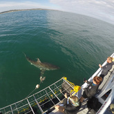Ocean Adventure - White Shark Projects - Xplorio™ Gansbaai 