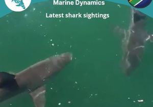 Next Marine Dynamics Shark Cage Diving Trip: 1 October 2021