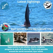 Next Dyer Island Marine Big 5 Tour: 1 October 2021