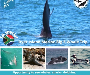 Next Dyer Island Marine Big 5 Tour: 1 October 2021