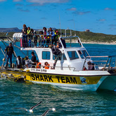 Marine Trip - White Shark - ProjectsXplorio™ Gansbaai 