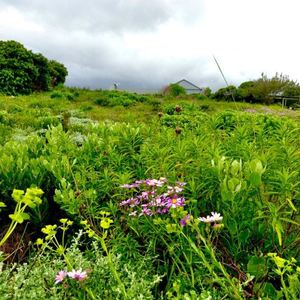 seeff_perarly_beach_land_1633331928