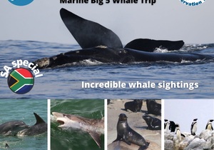 Next Dyer Island Marine Big 5 Tour: 5 October 2021