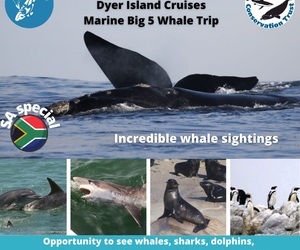 Next Dyer Island Marine Big 5 Tour: 5 October 2021