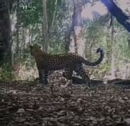 Recent Footage: Adult Female Leopard With Her Subadult Cub