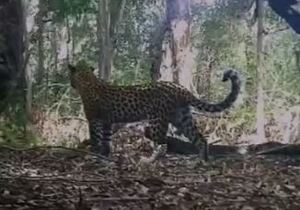 Recent Footage: Adult Female Leopard With Her Subadult Cub