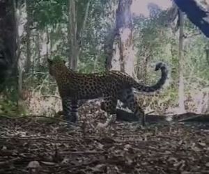 Recent Footage: Adult Female Leopard With Her Subadult Cub