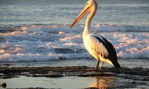 Lethal Lagoon for Marine Animals - Gansbaai Daily News