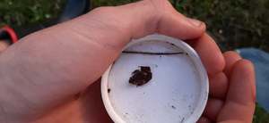 Endangered Micro Frog (Microbatrachella Capensis)