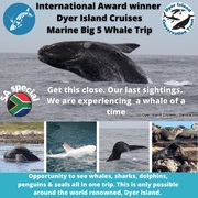 Next Dyer Island Marine Big 5 Tour: 9 October 2021
