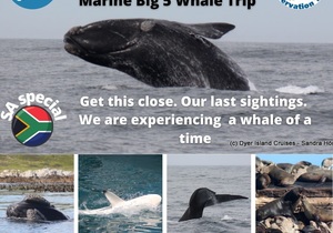 Next Dyer Island Marine Big 5 Tour: 9 October 2021