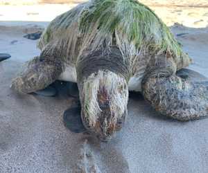 Be on the lookout for stranded turtles