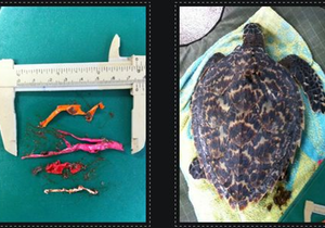 BALLOON BAN NOW IN FORCE IN ALL OVERSTRAND MUNICIPAL NATURE RESERVES