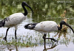 Are you an avid bird watcher?