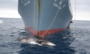 Japan to Defend Whaling - Gansbaai Daily News