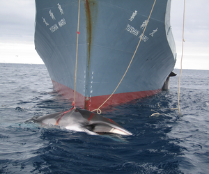 Japan to Defend Whaling - Gansbaai Daily News