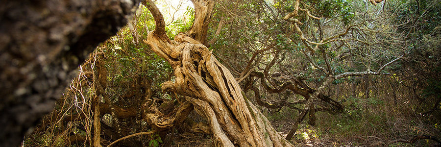 an-ancient-milkwood-forest-LR