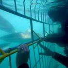 Shark Cage Diving Shark Cage Diving