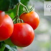 Veggies - Eco-Flo Irrigation - Xplorio™ Gansbaai