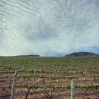 Raka Wine - Stanford Wine Route - Xplorio™ Stanford
