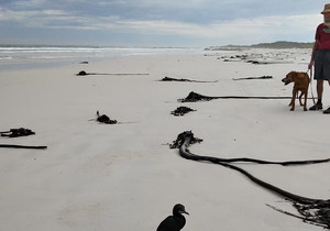 On the Beach: Avian Flu