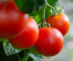 Top 10 veggies to plant this spring!