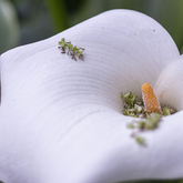 Garden - Blue Goose - Xplorio™ Gansbaai