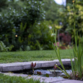 Pond - Blue Goose - Xplorio™ Gansbaai