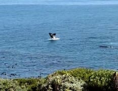 Whale Watching Season in Gansbaai