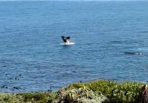 Whale Watching Season in Gansbaai