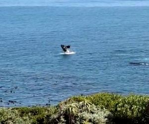 Whale Watching Season in Gansbaai