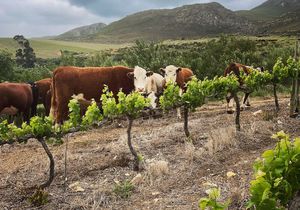 Raka cattle jumping the fence!