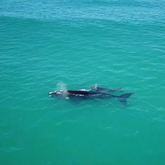 Whale Watching at De Hoop Nature Reserve