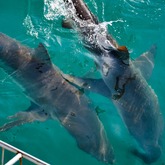 Shark Trip - White Shark Projects - Xplorio™ Gansbaai