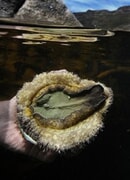 White Gold - Abalone