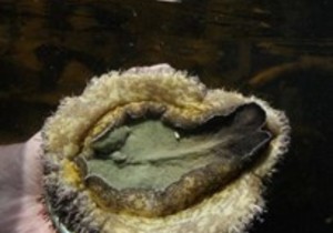 White Gold - Abalone