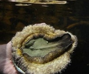 White Gold - Abalone