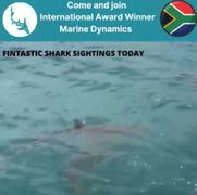 Next Marine Dynamics Shark Cage Diving Trip: 3 November 2021