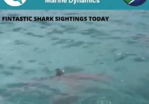 Next Marine Dynamics Shark Cage Diving Trip: 3 November 2021