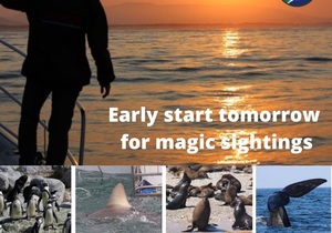 Next Dyer Island Marine Big 5 Tour: 3 November 2021