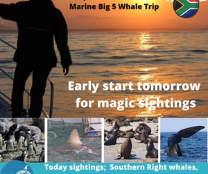 Next Dyer Island Marine Big 5 Tour: 3 November 2021