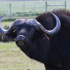 Wildlife Guided Tours - Nuwejaars Wetlands Special Management Area - Xplorio™ Bredasdorp