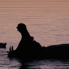 Happy hippo frolicking in the vlei - Nuwejaars Wetlands Special Management Area - Xplorio™ Bredasdorp Happy hippo frolicking in the vlei - Nuwejaars Wetlands Special Management Area - Xplorio™ Bredasdorp