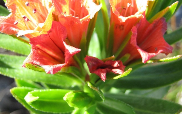 lobostemon1_1635948282