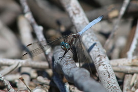 The 60 million-year-old tale: Our Nuwejaars dragonfly pursuit