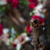 Engagement Shoot - Monette's Bridal Studio - Xplorio™ Kleinmond