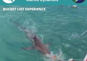 Next Marine Dynamics Shark Cage Diving Trip: 5 November 2021