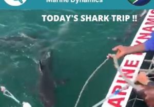 Next Marine Dynamics Shark Cage Diving Trip: 9 November 2021