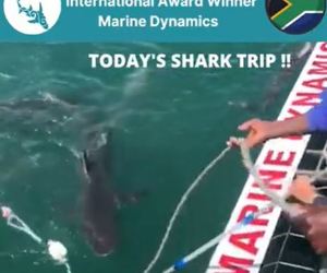 Next Marine Dynamics Shark Cage Diving Trip: 9 November 2021